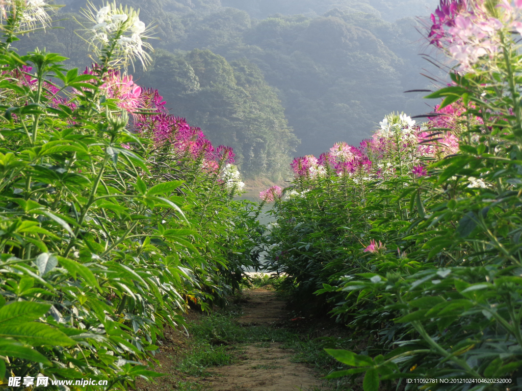 醉蝶花