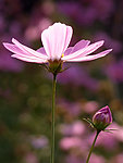 波斯菊