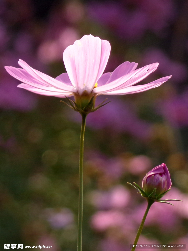 波斯菊