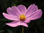 波斯菊
