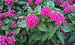 丛花