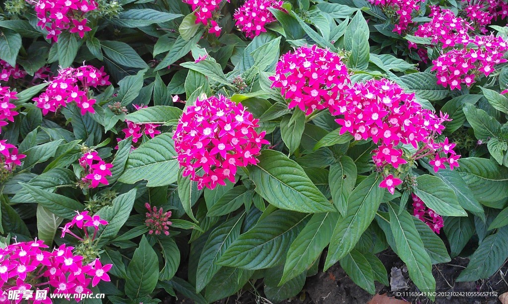 丛花