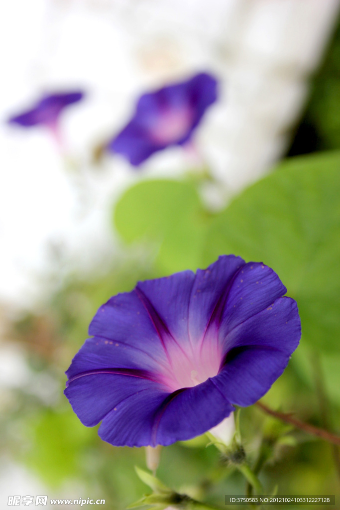 紫色 牵牛花
