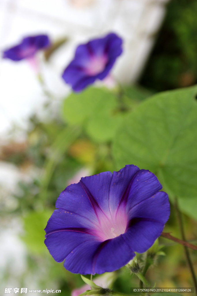 紫色牵牛花