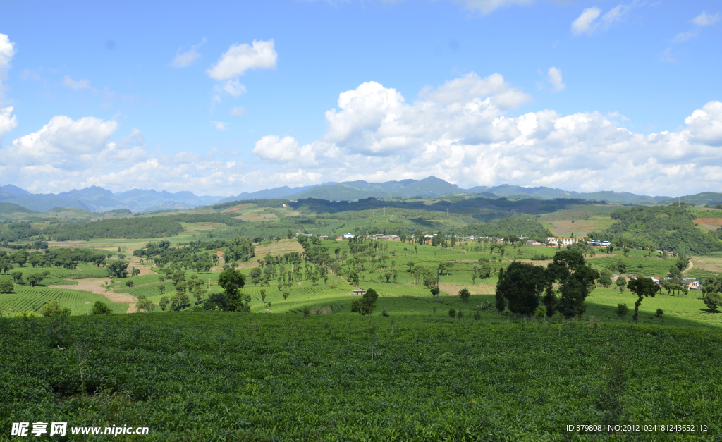 茶园景观