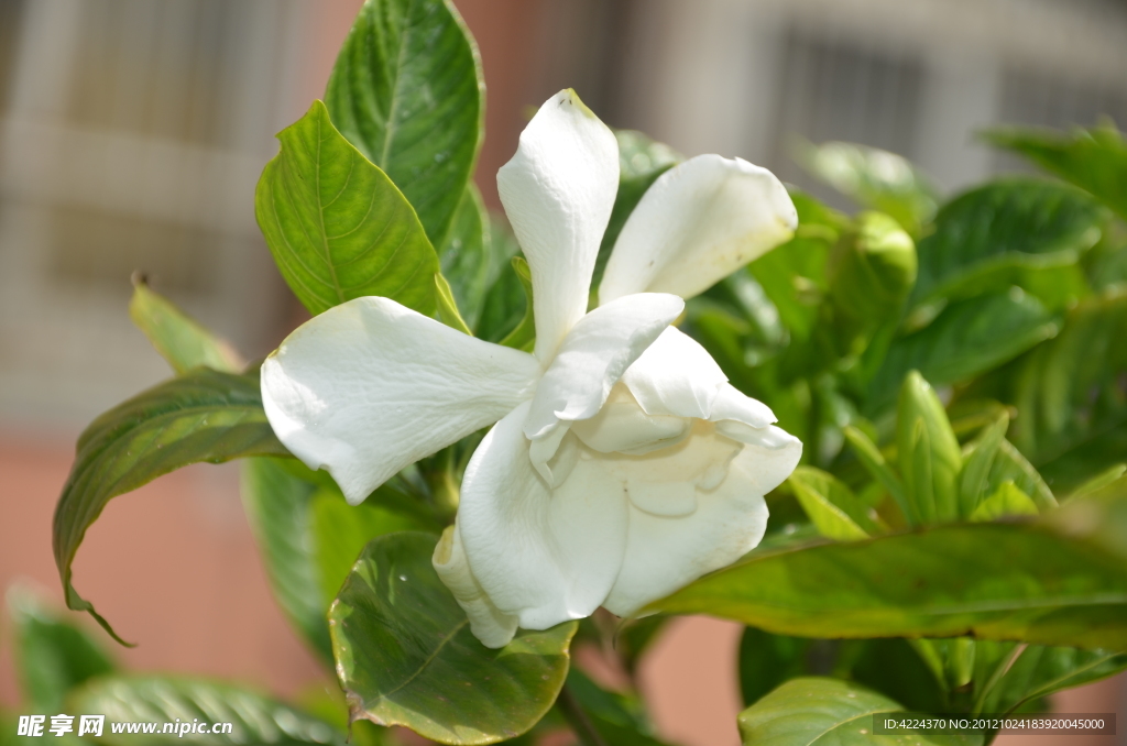 栀子花