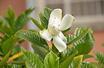 栀子花