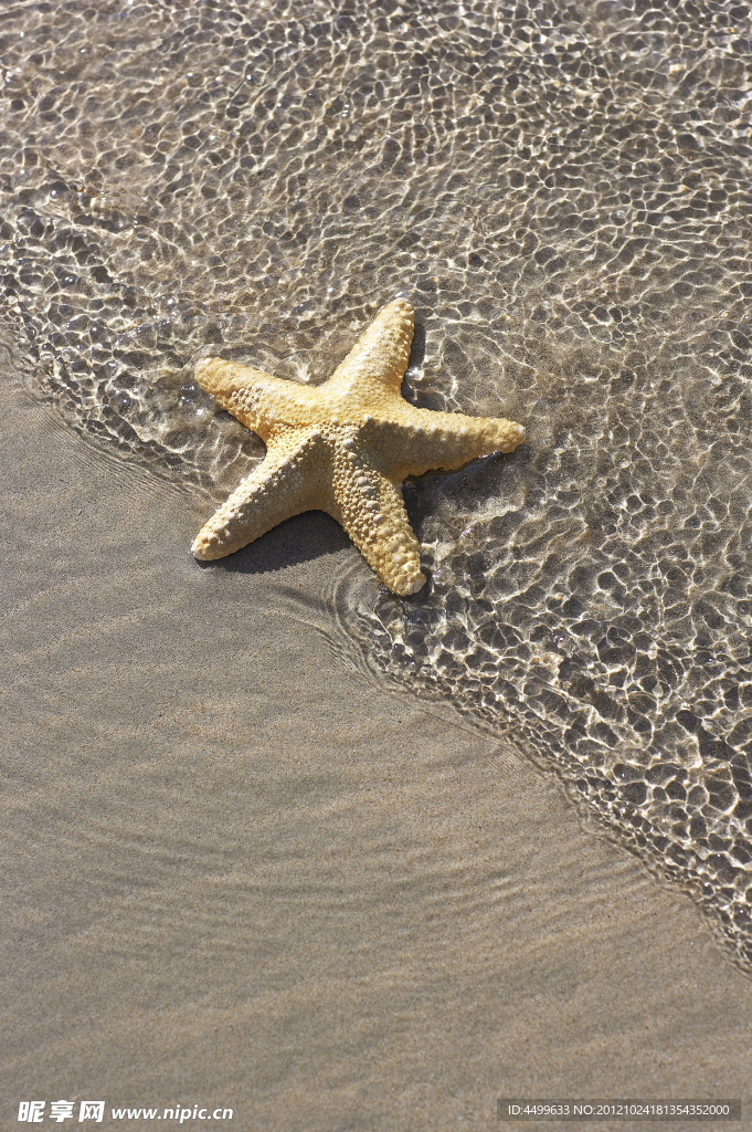 沙滩 海星