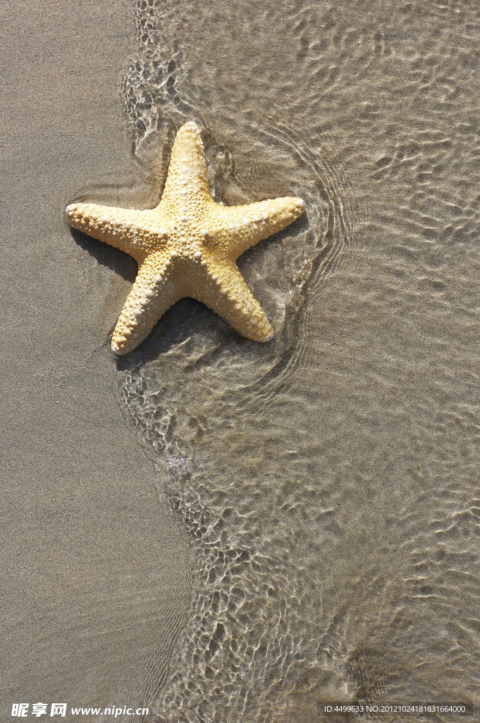 沙滩 海星