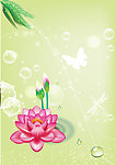 梦幻荷花