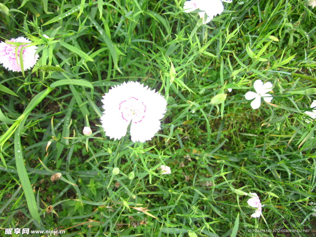 石竹花特写镜头