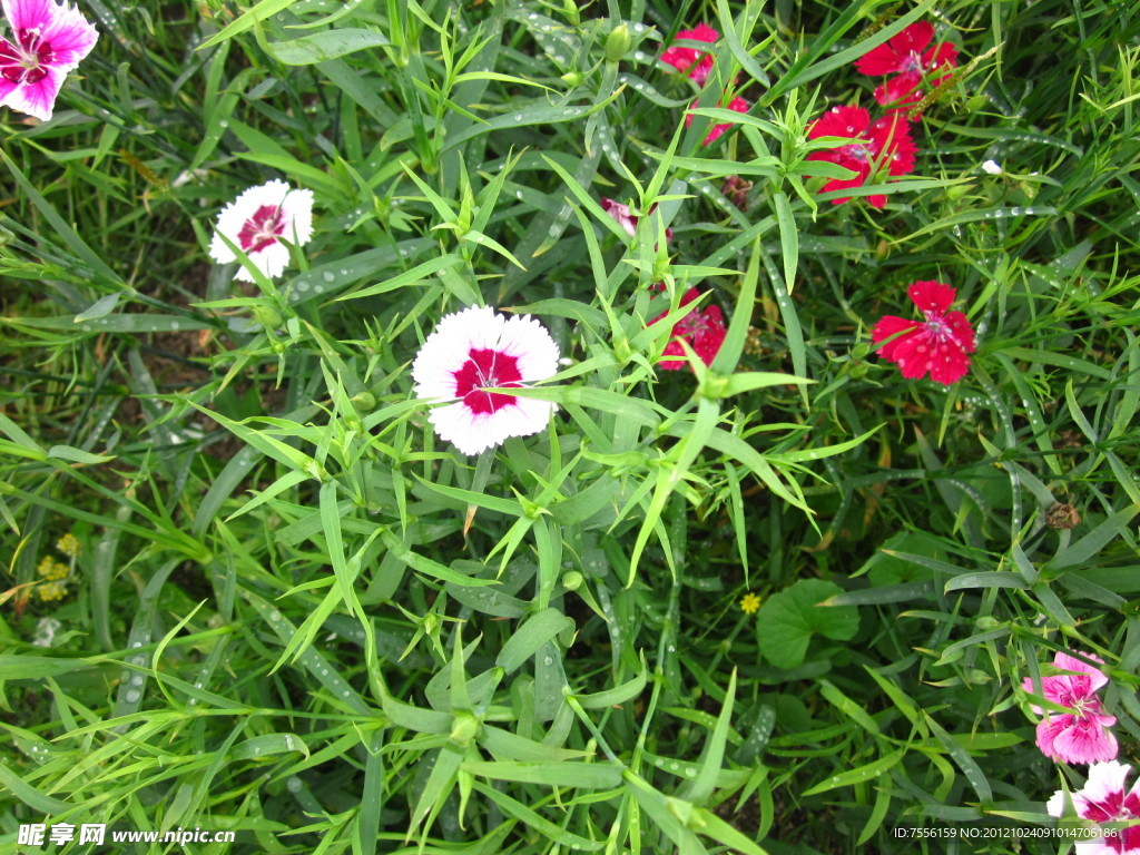 花特写镜头