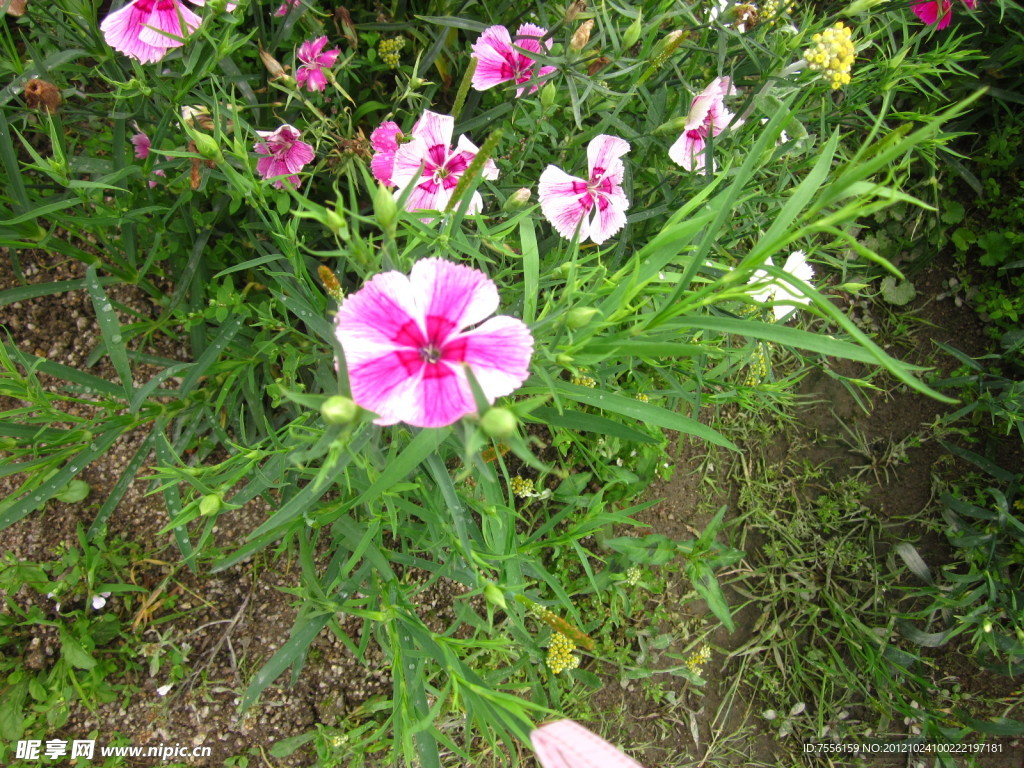 石竹花