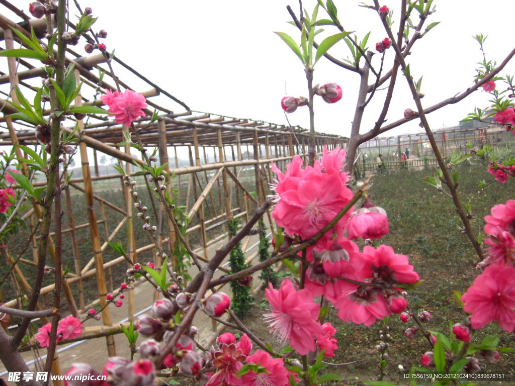樱花