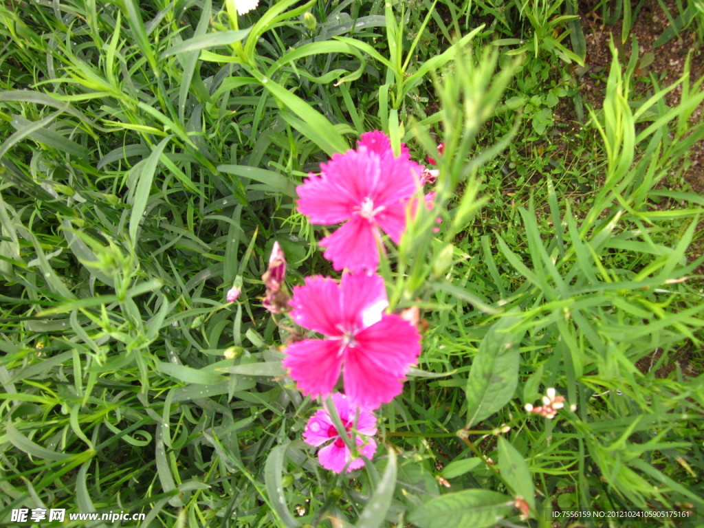 石竹花