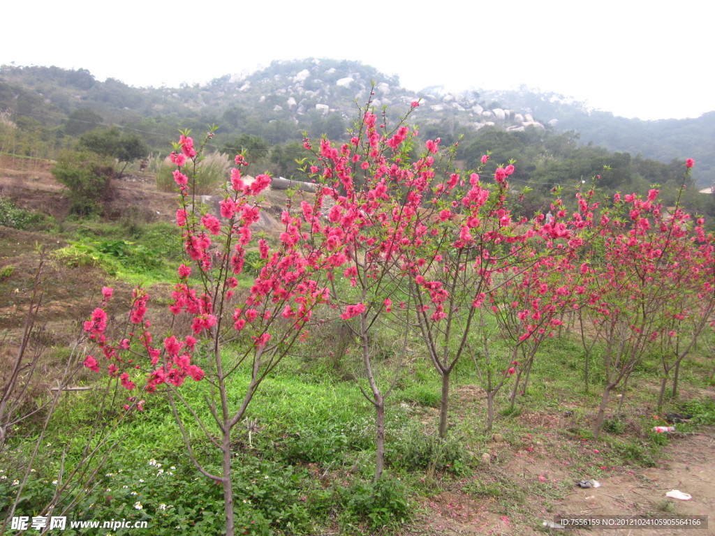 樱花株株