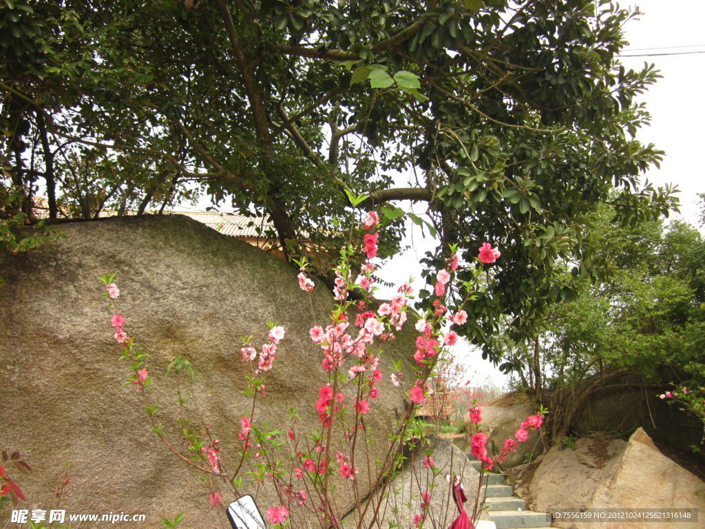 峭壁樱花