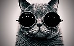戴眼镜的猫