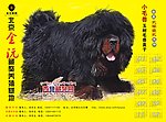 藏獒四开海报招贴