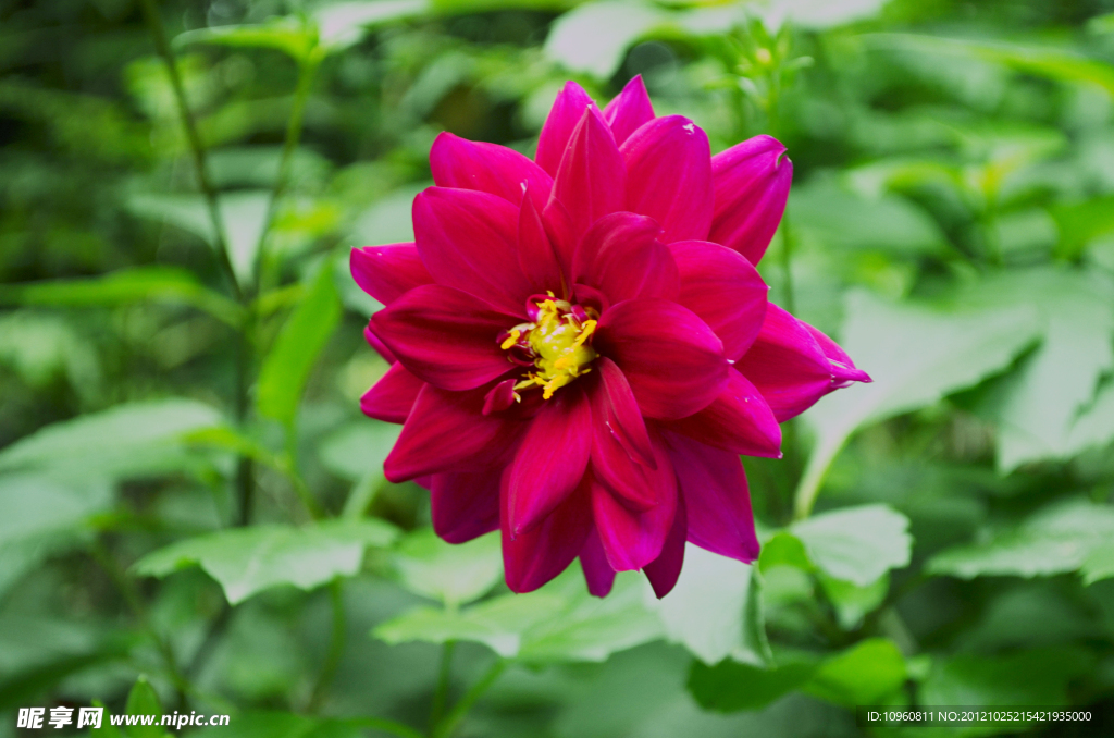 芍菊