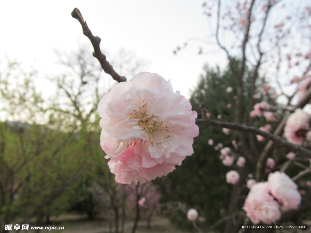 桃花