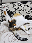 猫咪