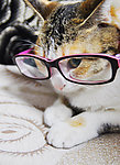 猫咪
