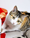 猫咪
