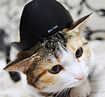 猫咪