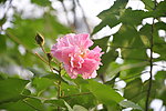 木槿花