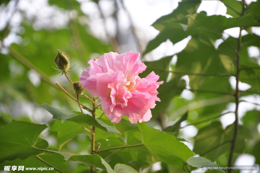 木槿花
