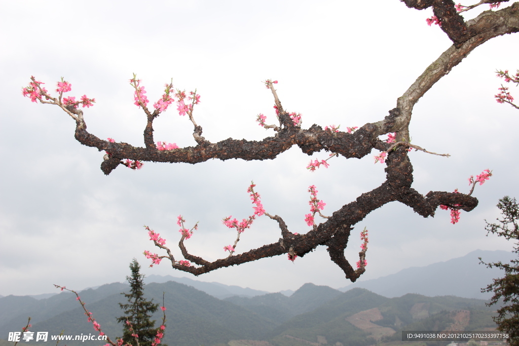 桃花