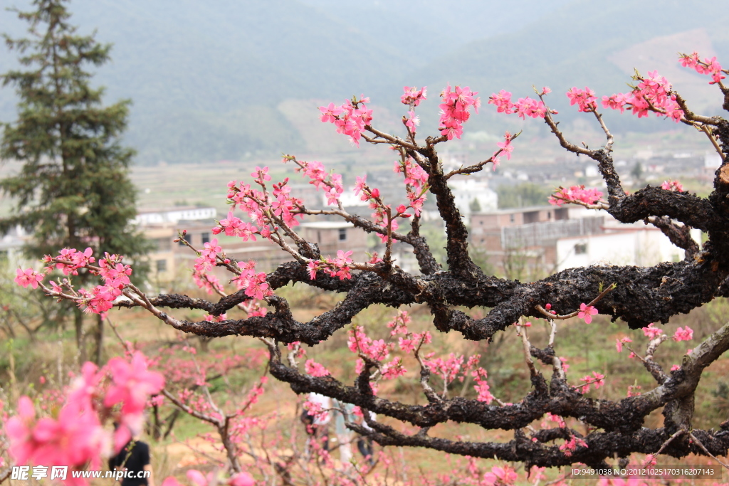 桃花