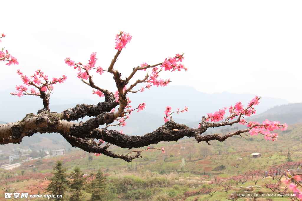 桃花