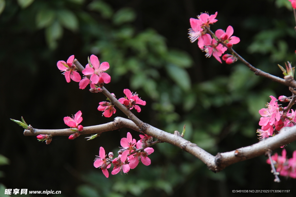 桃花