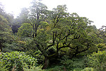 山水大树