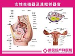 女性生殖解剖图