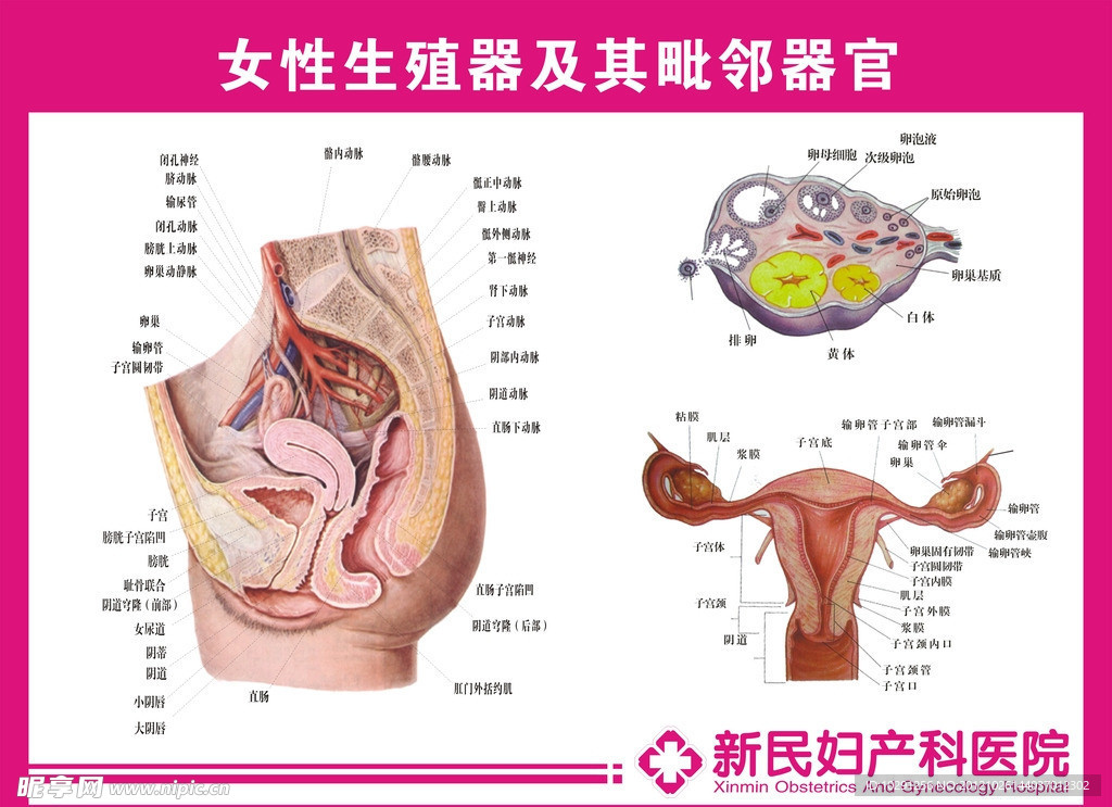 女性生殖解剖图