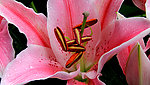 百合花