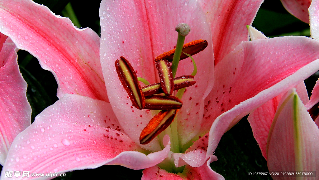 百合花