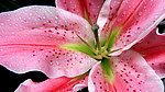 百合花