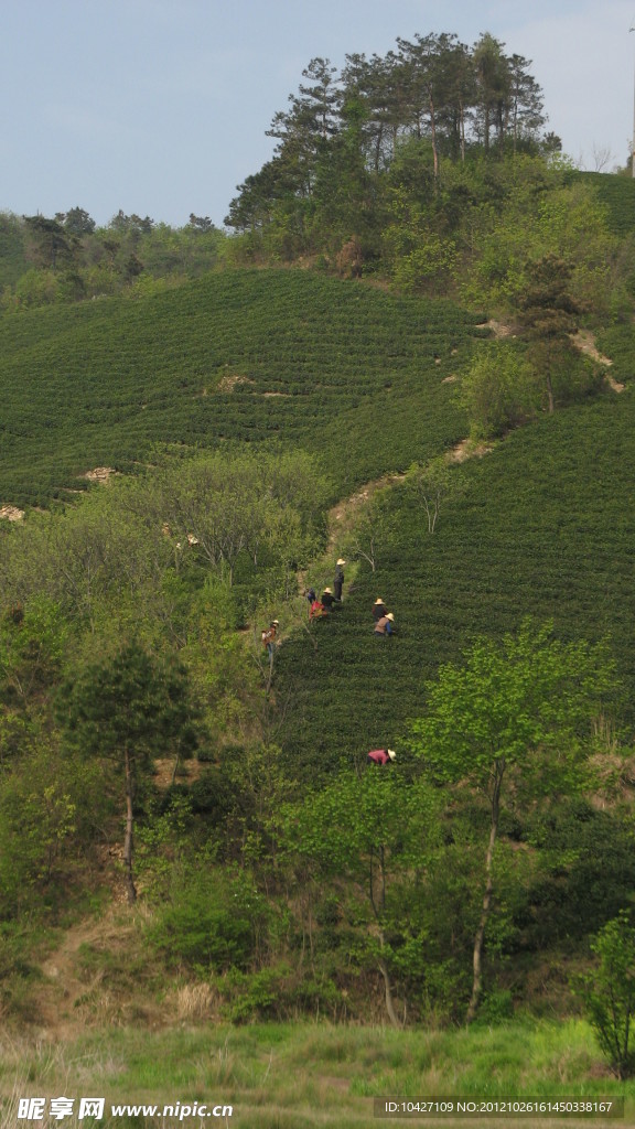 茶树