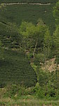 茶树
