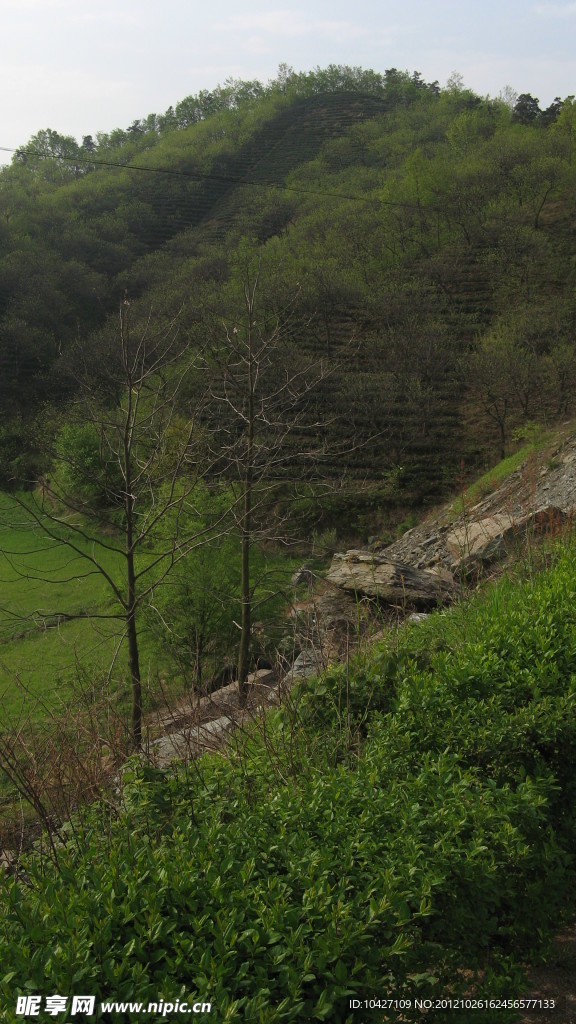 茶山