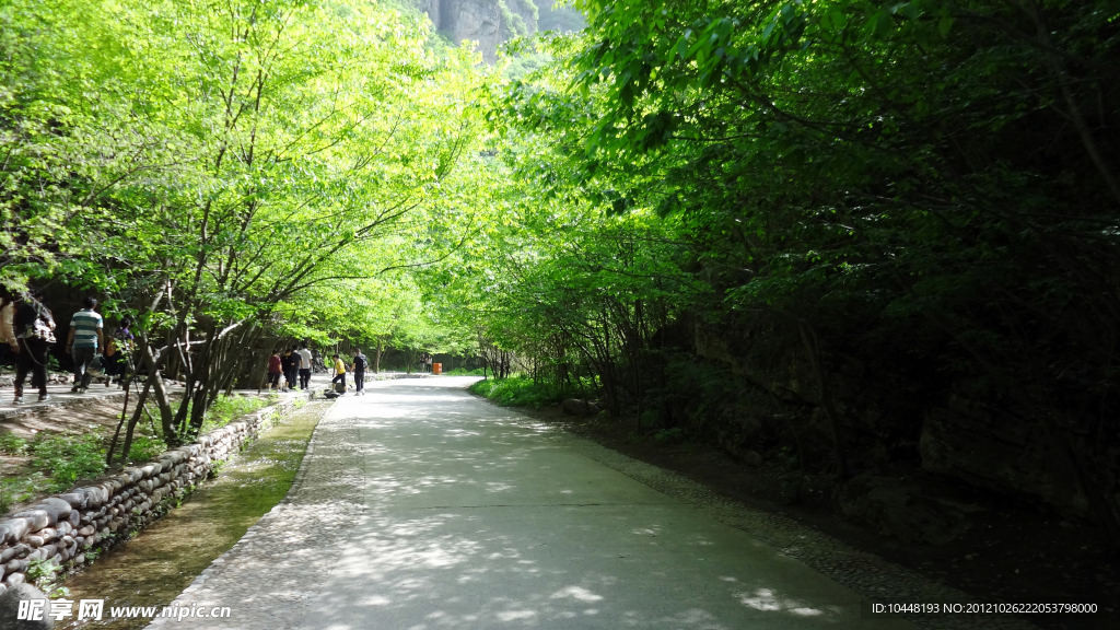 林阴小道