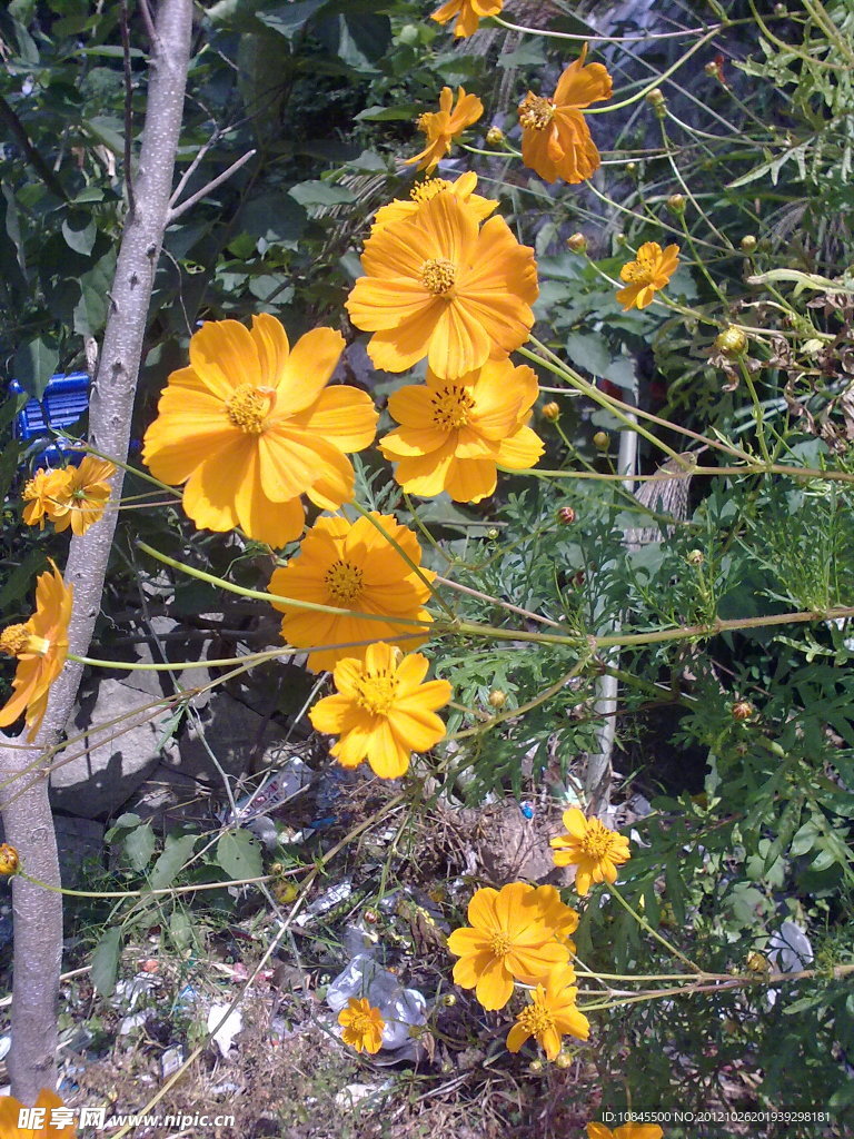 金鸡菊