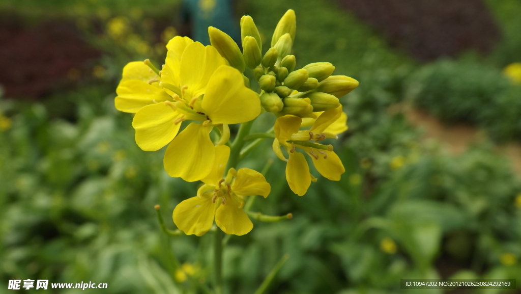 油菜花