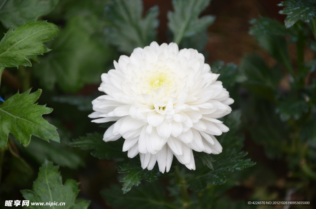 菊花