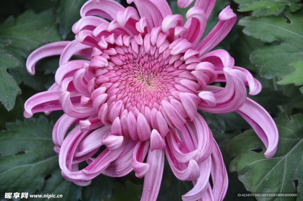 菊花