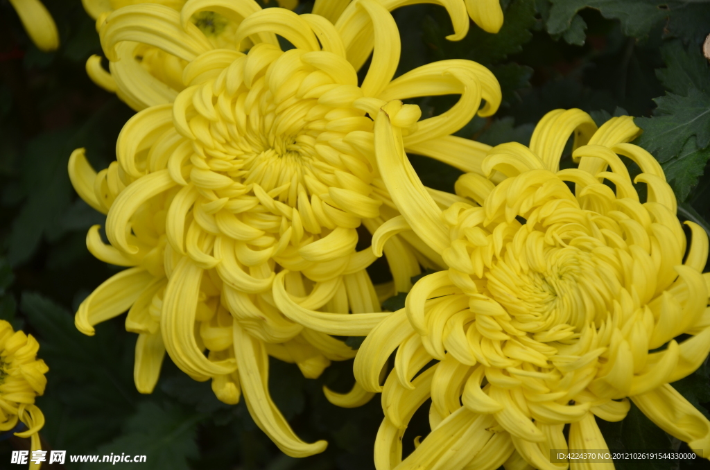 菊花
